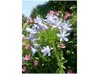 Appartamento per vacanze Torri del Benaco Registrazione all'aperto 11