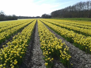 Appartamento per vacanze De Koog Ambiente 19