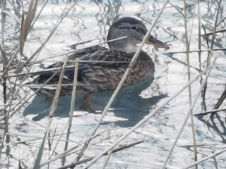 Appartamento per vacanze Achenkirch Ambiente 28