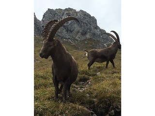 Appartamento per vacanze Achenkirch Ambiente 30