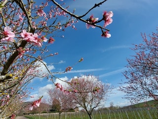 Mandelblüte