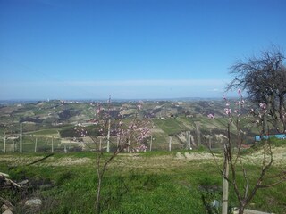 Weinberg im Frühling