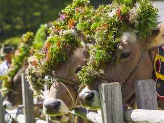 Jährliches Highlight: Der Allgäuer Viehscheid