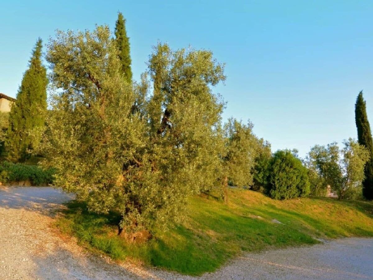 Ferienhaus Castagneto Carducci Umgebung 30