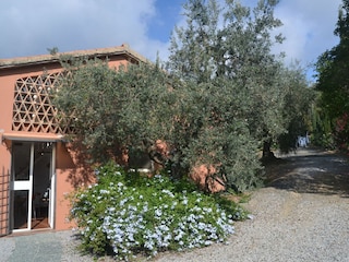 Holiday house Castagneto Carducci Outdoor Recording 3