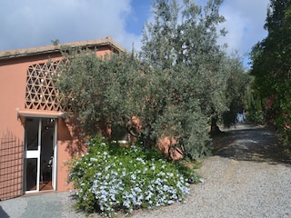 Ferienhaus Castagneto Carducci Außenaufnahme 5