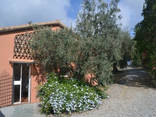 Ferienhaus Castagneto Carducci Außenaufnahme 8