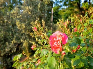 Holiday house Castagneto Carducci  40