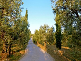 Casa de vacaciones Castagneto Carducci Entorno 34