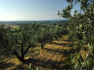 Vakantiehuis Castagneto Carducci  36
