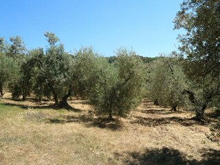 Casa per le vacanze Castagneto Carducci Ambiente 35