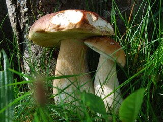 Casa per le vacanze Haidmühle Ambiente 19