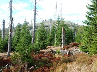 Casa per le vacanze Haidmühle Ambiente 17