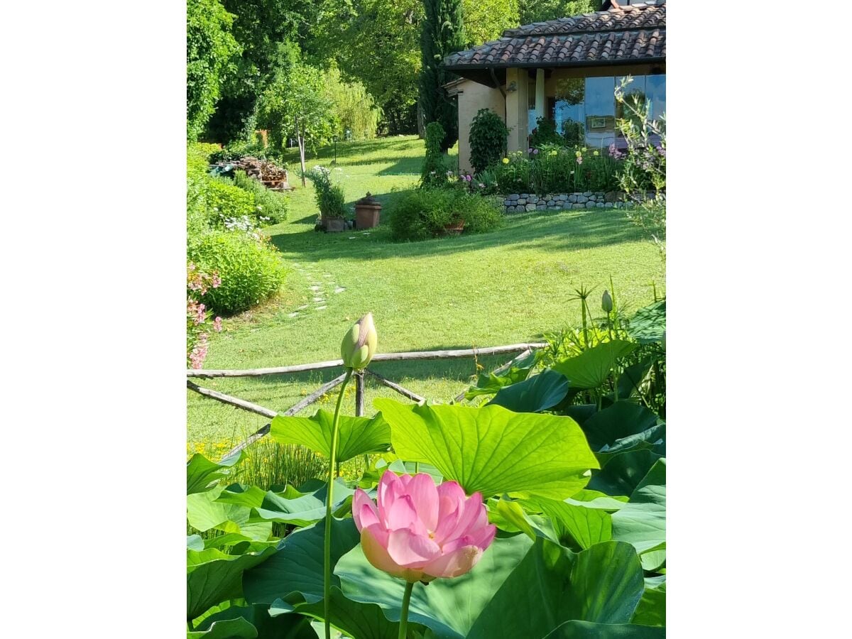 Lotus im kleinen Wasserspeicher