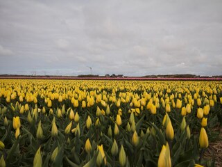 Casa per le vacanze Sint Maartenszee Ambiente 26
