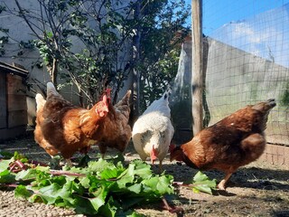 Vakantieappartement Völs am Schlern Buitenaudio-opname 13