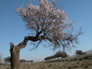 Complesso di case vacanza Rodalquilar Ambiente 18