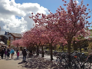 Kirschblüte im Frühling