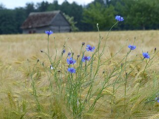 Brachter Feld