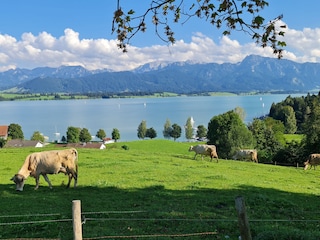 Unser Königswinkel-Paradies: Berge, See, Natur!