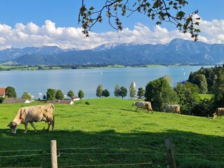 Vakantieappartement Füssen Omgeving 15