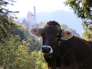 Glückliche Alpenkuh vor Schloss Neuschwanstein