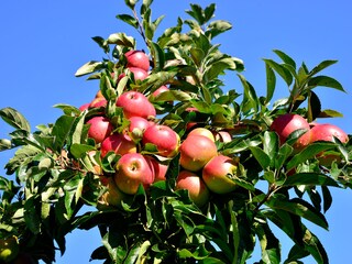 Die prächtigen Äpfel