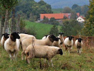 Appartamento per vacanze Ehrenberg Ambiente 19