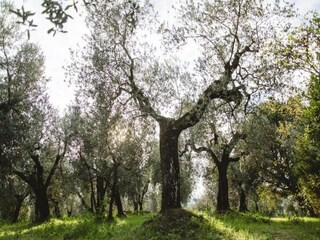 Fattoria Vinci Ambiente 30