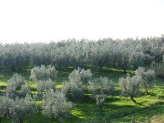 Fattoria Vinci Ambiente 34