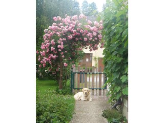 Vakantieappartement Gmunden Buitenaudio-opname 4