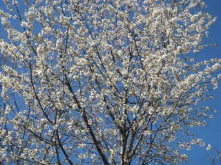 Unser Kirschbaum in voller Blüte