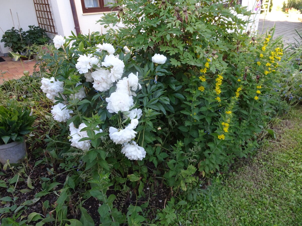 Vorgarten im April