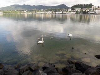 Gmunden mit Schwanenfamilie