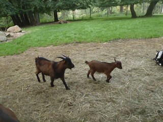 Appartamento per vacanze Gmunden Ambiente 39