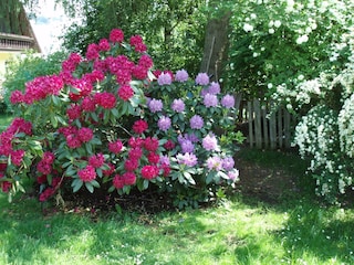 Rhododendron im Mai