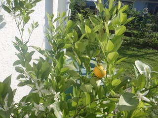 Appartamento per vacanze Gmunden Registrazione all'aperto 6