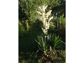 Holiday apartment Gmunden Outdoor Recording 8