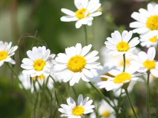 Appartamento per vacanze Illmitz Registrazione all'aperto 2