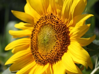 Appartamento per vacanze Illmitz Ambiente 13