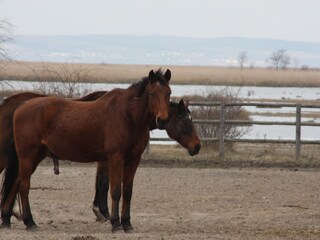Appartamento per vacanze Illmitz Ambiente 17