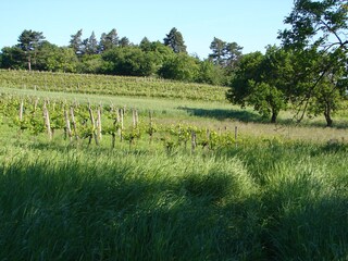 Appartamento per vacanze Klosterneuburg Ambiente 10