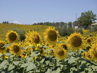 Vakantiehuis Riccio Omgeving 22
