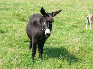 unser Esel Mausi