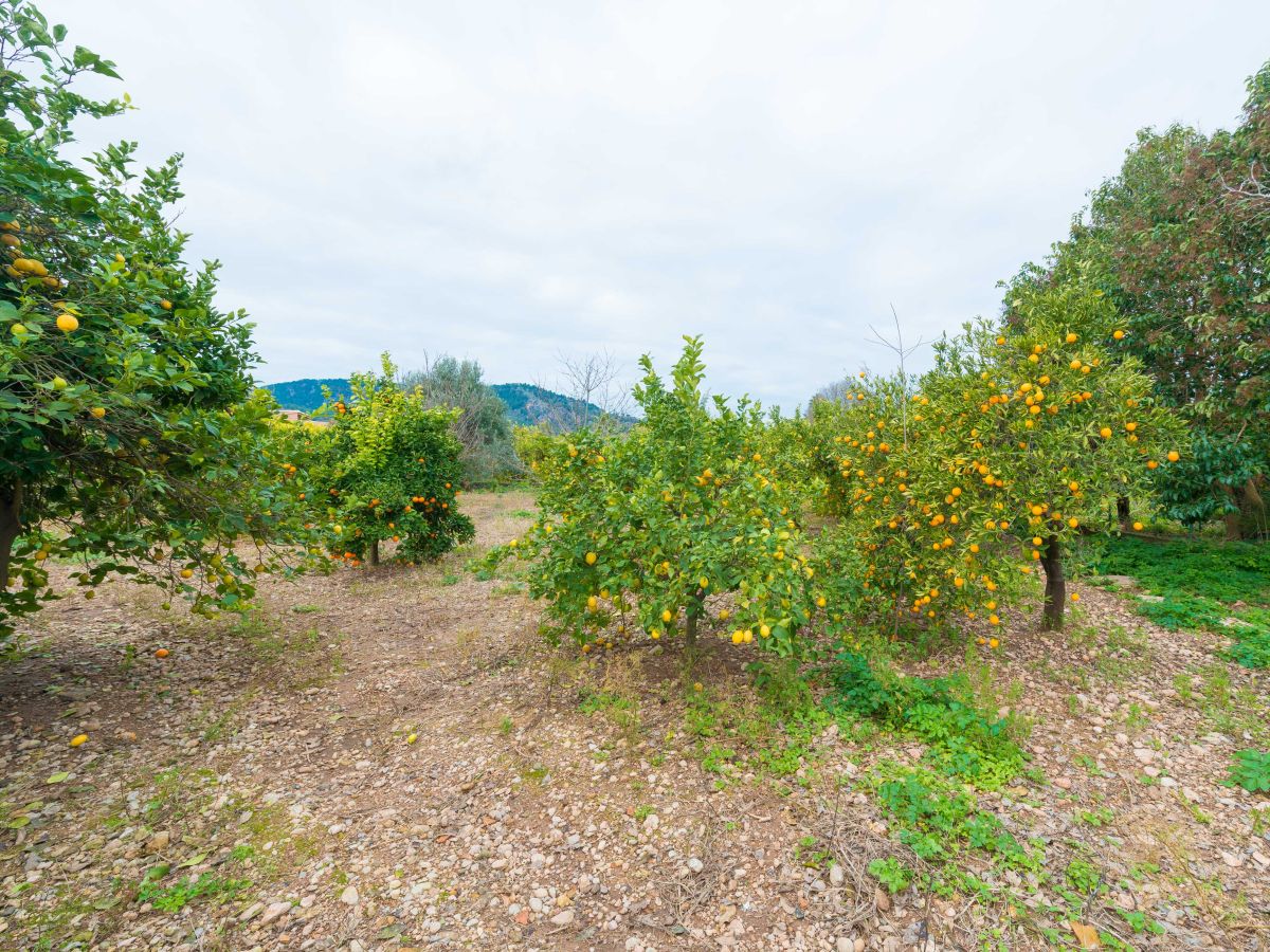 Finca Sóller Außenaufnahme 5