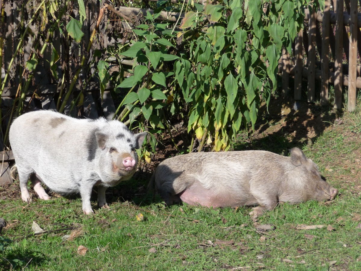 Minischweine