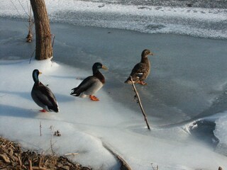 Apartamento de vacaciones Bad Neuenahr-Ahrweiler Entorno 37