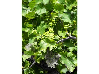 Appartement de vacances Bad Neuenahr-Ahrweiler Environnement 30