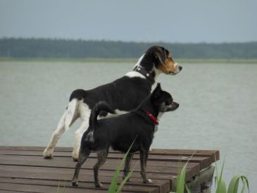 Ferienwohnung Darssurlaub mit und ohne Hund