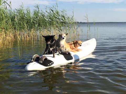 Ferienwohnung Darssurlaub mit und ohne Hund